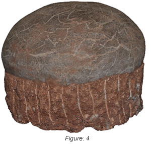 Figure: 4, This company offers various levels of counterfeit Hadrosaur eggs that vary in price and appearance
