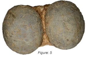 Figure: 5, This company offers various levels of counterfeit Hadrosaur eggs that vary in price and appearance