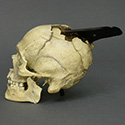 Spanish Conquistador skull Stolen from Tucson Gem and Mineral World Spanish Conquistador skull Stolen from Tucson Gem and Mineral World
