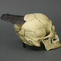 Spanish Conquistador skull Stolen from Tucson Gem and Mineral World