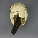 Spanish Conquistador skull Stolen from Tucson Gem and Mineral World Spanish Conquistador skull Stolen from Tucson Gem and Mineral World