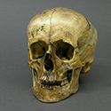 Roman Gladiator Skull Stolen from Tucson Gem and Mineral World