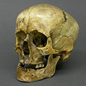 Roman Gladiator Skull Stolen from Tucson Gem and Mineral World