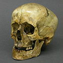 Roman Gladiator Skull Stolen from Tucson Gem and Mineral World Roman Gladiator Skull Stolen from Tucson Gem and Mineral World