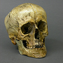 Roman Gladiator Skull Stolen from Tucson Gem and Mineral World