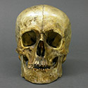 Roman Gladiator Skull Stolen from Tucson Gem and Mineral World