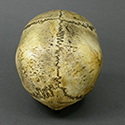 Roman Gladiator Skull Stolen from Tucson Gem and Mineral World Roman Gladiator Skull Stolen from Tucson Gem and Mineral World