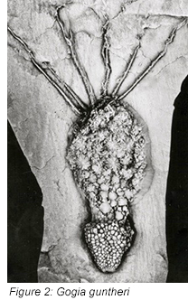 Figure 2: Gogia guntheri